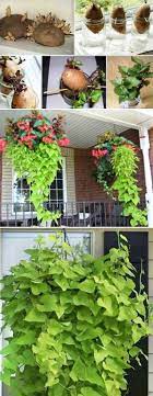 The sweet potatoe vine is a perennial. This Hanging Sweet Potato Vine Plant Is A Sweet Decoration For A Kitchen Windowsill Potato Vine Plant Growing Vegetables Potato Vines