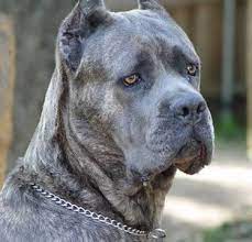 Cane Corso Cane Corso Big Dogs Large Dog Breeds