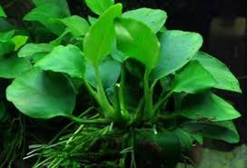 Anda juga bisa melihat video pembuatan aquascape berikut ini. Cara Merawat Anubias Untuk Aquascape Teknik Tani Ikan