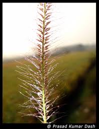 Image result for Perotis patens