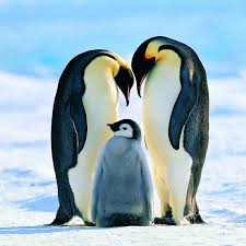 Have a long, thin bill and bright colors; Emperor Penguin Facts Aptenodytes Forsteri