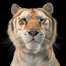 An Evolving View Of Animals Pet Portraits Photography Animal Photography Pet Portraits
