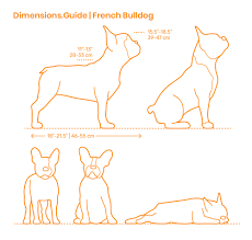French bulldog 101 owner's guide is the ultimate solution. French Bulldog Dimensions Drawings Dimensions Com