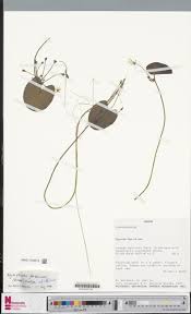 Image result for Nymphoides forbesiana