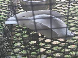 I had very strong concerns for many of the animals and how they were being kept. Pound Like Conditions Exposed At Prominent Hollywood Animal Supplier
