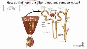 8 8 1 Kidney Structure And Function Youtube