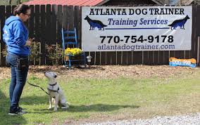 What makes a good dog for send away dog training camp? Iqjcw5yxb0rzvm