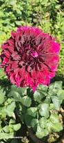 Image result for Dahlia sp. (cultivar)
