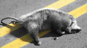 Urlaubsbetreuung für ihr haustier in essen gesucht? Essen Was Unter Die Rader Kommt Tierwelt