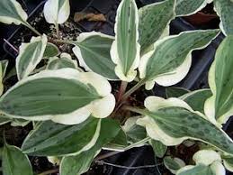 Image result for Drimiopsis