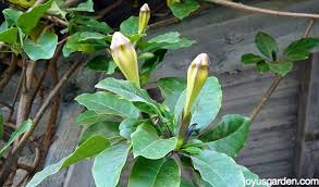 Maybe you would like to learn more about one of these? Cup Of Gold Vine Solandra Maxima A Plant With Major Attitude