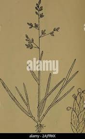 Image result for Tripogon