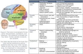 Brain Lobes And Function Chart Figure 2 The Brain Is