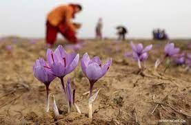 Saffron Flowers Harvest In Indian Controlled Kashmir 2 Plantas Flores