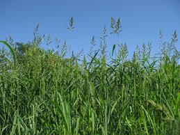 Image result for Echinochloa