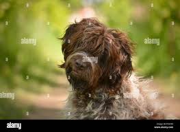 Image result for griffon korthalsův