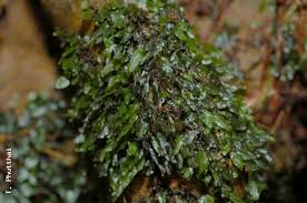 Image result for Didymoglossum