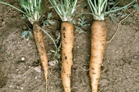 Carrot, daucus carota, is an edible, biennial herb in the family apiaceae grown for its edible root. Aster Yellows Wikipedia