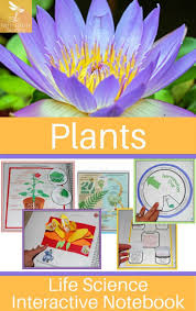 Plants Life Science Interactive Notebook Includes The Following Concepts Plant Kingdom Plants With Interactive Science Notebook Plant Science Life Science