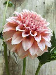 Pin On As Hue Like It Blush
