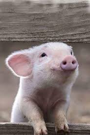 Isn T This Fluffy Pig Just Adorable Cuteanimals Fluffypig Fluffyanimals Baby Pigs Cute Animals Cute Pigs