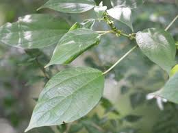 Image result for Pouzolzia parasitica