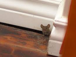 After 2 days, check the area where you have scattered the talc to see if you have any footprints. How Do Mice Get In Your House Pest Hacks