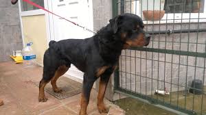 Rottweiler