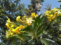 Tra primavera e autunno fa dei fiori arancioni, rossi o gialli a seconda della varietà, che si sviluppano dal fusto. Settembre 2019