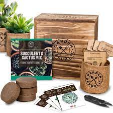 2 packs of cactus mixed seeds. Amazon Com Cactus Succulent Seed Starter Kit Indoor Garden Grow Kits Seeds For Planting Mini Cactus Succulent Plants Plant Markers Soil Pots Wood Box Gardening Gifts Terrarium Cacti Succulents Decor