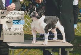 The french bulldog is a cross between the bulldog ancestors from england and the local ratters in france. Breeding For A Better Frenchie Arlees French Bulldogs