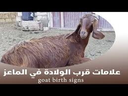 وما الفرق بين علامات الساعة الصغرى والكبرى؟ في هذا المقال سنقوم بالتعرف معًا على علامات الساعة. Ø¹Ù„Ø§Ù…Ø§Øª Ù‚Ø±Ø¨ Ø§Ù„ÙˆÙ„Ø§Ø¯Ø© ÙÙŠ Ø§Ù„Ù…Ø§Ø¹Ø² Ø¯ÛŒØ¯Ø¦Ùˆ Dideo