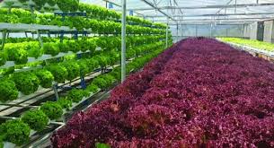 Malaysia Aquaponic Farming Promises Higher Yields For Kundasang Farmers Igrow
