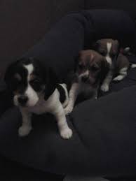 Welcome to our oregon teacup puppies information page. Beagle Dachshund Puppies Doxles For Sale In Medford Oregon Classified Americanlisted Com