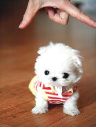 Pets Cute Dog Tiny Puppies Baby Animals Pictures Mini Puppies