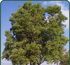 Image result for Combretum erythrophyllum