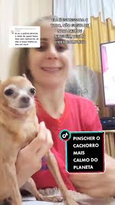 O Pinscher Correndo Atrás Do Menino