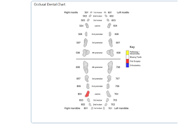 The first set, which is called the deciduous or baby teeth, consists of 26 teeth that begin coming in when. Canine Dental Chart Gallery Of Chart 2019