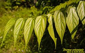 Image result for Trema sp A