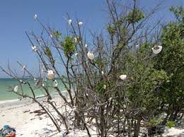 Sea Shell Tree Caladesi Island Fl Honeymoon Island Sea Shells Island