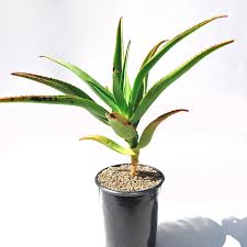 Image result for Aloidendron barberae