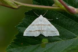 Image result for Mesotype parallelolineata