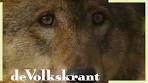 De wolf is terug in Nederland: wat doe je als je er een ... - YouTube