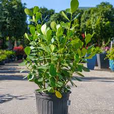 Image result for Volusia resupinata