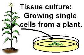 See zhang et al., 1999. How Is Tissue Culture Done Transformation 1 Plant Tissue Culture Passel