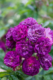 Roseraie De L Hay Types Of Purple Flowers Purple Flowering Bush Purple Flowers
