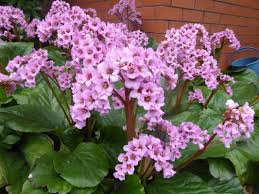 Image result for Bergia salaria