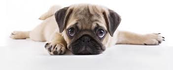 Tibetan mastiff price range tibetan mastiff top speed tibetan mastiff most expensive dog ever sold tibetan mastiff russian bear dog tibetan mastiff puppy price in nepal tibetan mastiff most dangerous dog breeds cinci rase de caini potriviţi pentru apartament care sunt. Top 10 Rase De Caini Potriviti Pentru Apartament Total Top