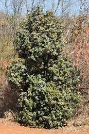 Image result for Englerodendron