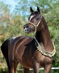 Pin On Beautiful Arabian Mares